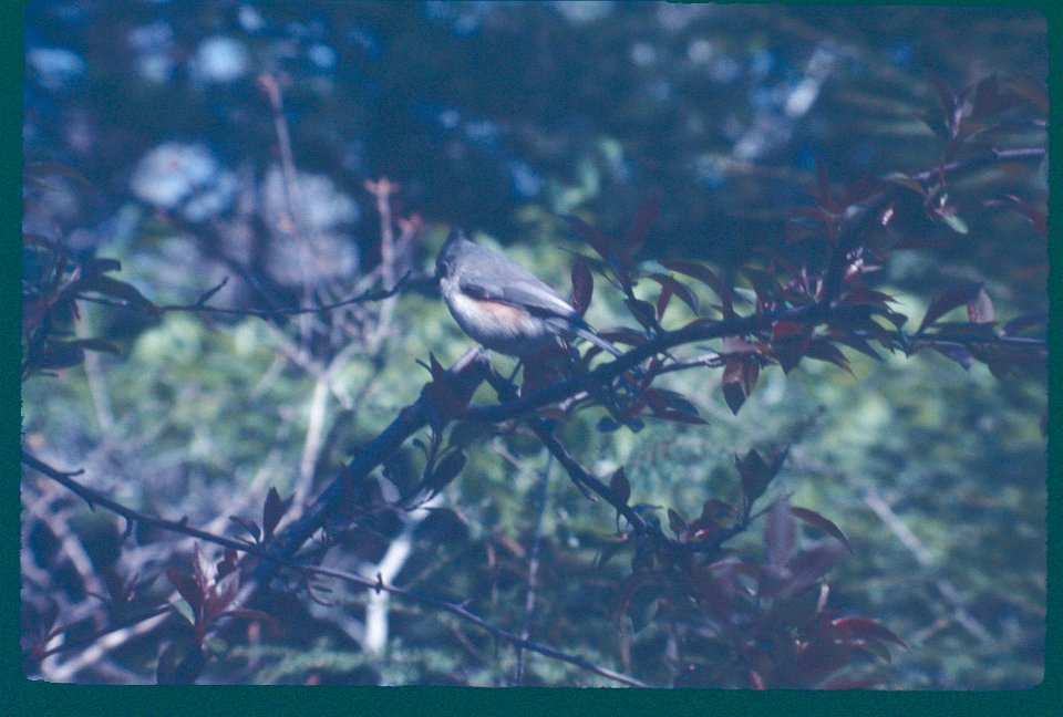 Tufted Titmouse 1975